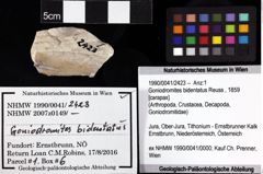 Foto (Objket + Etiketten) von Goniodromites bidentatus (Reuss, 1859) 